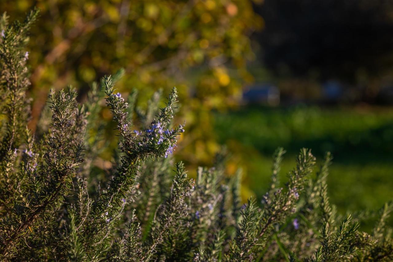 Pensjonat Casa Flor De Sal Moncarapacho Zewnętrze zdjęcie
